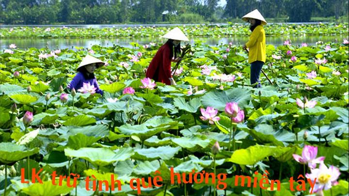 Xu hướng Người xưa dặn trồng chuối sau: Hotspot Matrix tiết lộ bí quyết video viral
